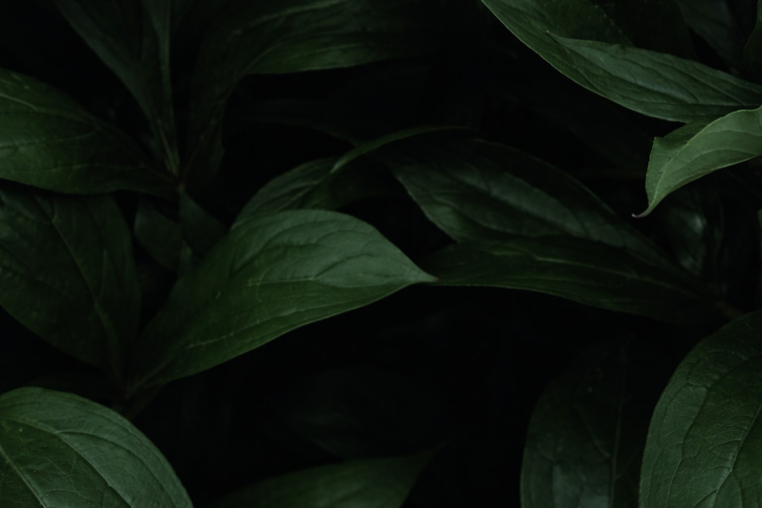 About Eco Bhumi